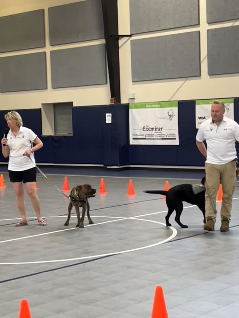 Two trainers walking dogs inside a gym with cones set up.