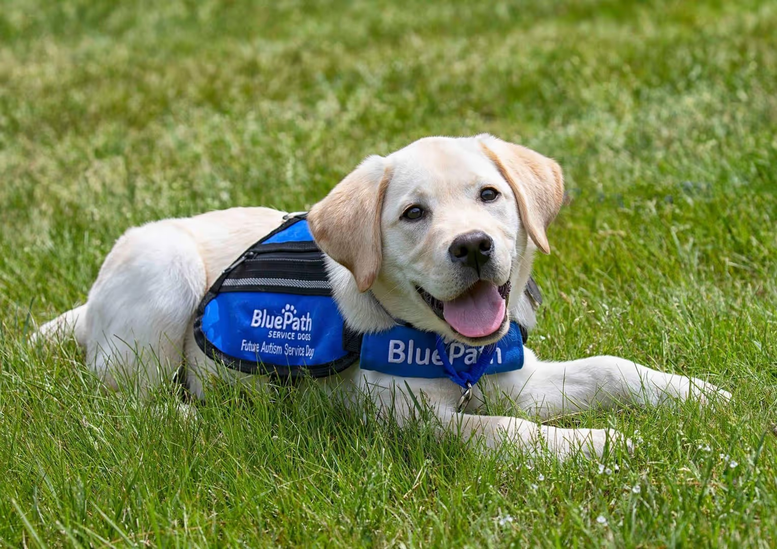 A lab puppy in a blue 'BluePath Service Dog Future Autism Service Dog' vest lies in green grass.