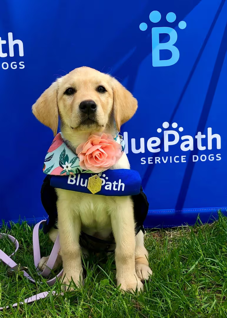 A Labrador puppy siting on green grass. Wearing a floral bandana, a pink flower, and a 'BluePath Service Dogs' harness. In the background is a blue banner with the 'BluePath' logo.